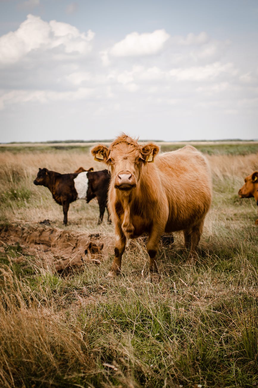 cows in field in countryside